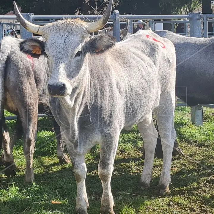 La Regione Calabria mette in campo 10 milioni per salvaguardare le razze animali autoctone