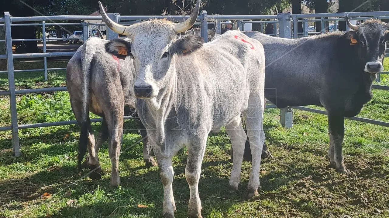 La Regione Calabria mette in campo 10 milioni per salvaguardare le razze animali autoctone