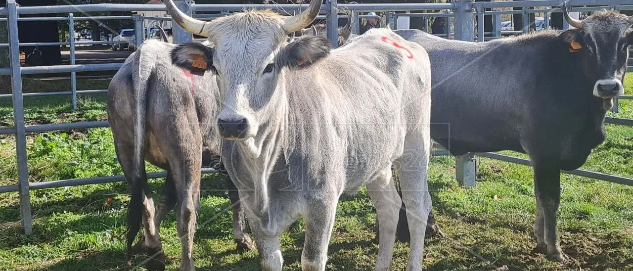 La Regione Calabria mette in campo 10 milioni per salvaguardare le razze animali autoctone