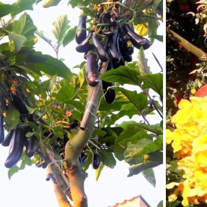 Nessuno ci credeva, ora l’orto sull’albero di Francesco è un’eccellenza calabrese riconosciuta in tutto il mondo