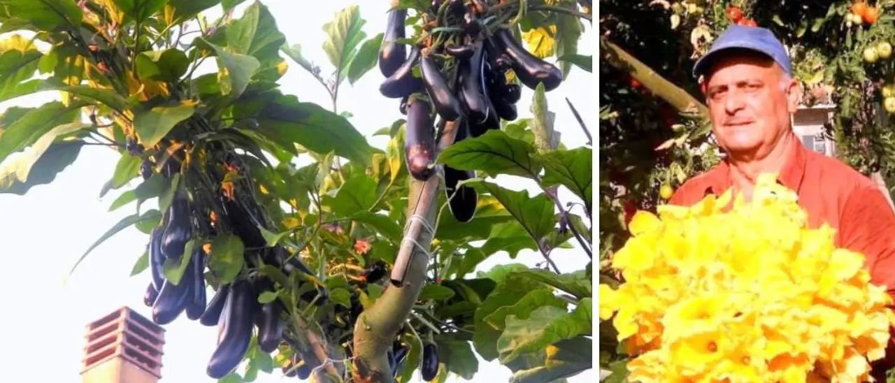 Nessuno ci credeva, ora l’orto sull’albero di Francesco è un’eccellenza calabrese riconosciuta in tutto il mondo