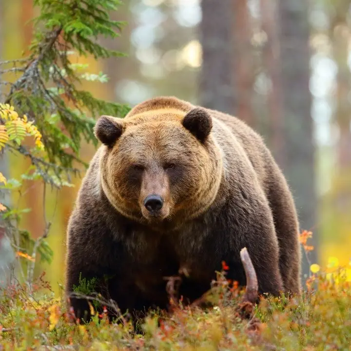 Orso aggredisce un turista in Trentino, l’uomo è stato trasportato in ospedale