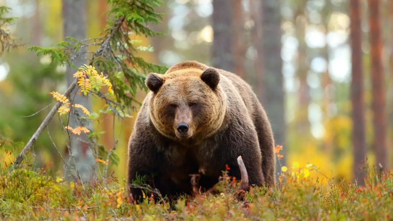 Orso aggredisce un turista in Trentino, l’uomo è stato trasportato in ospedale