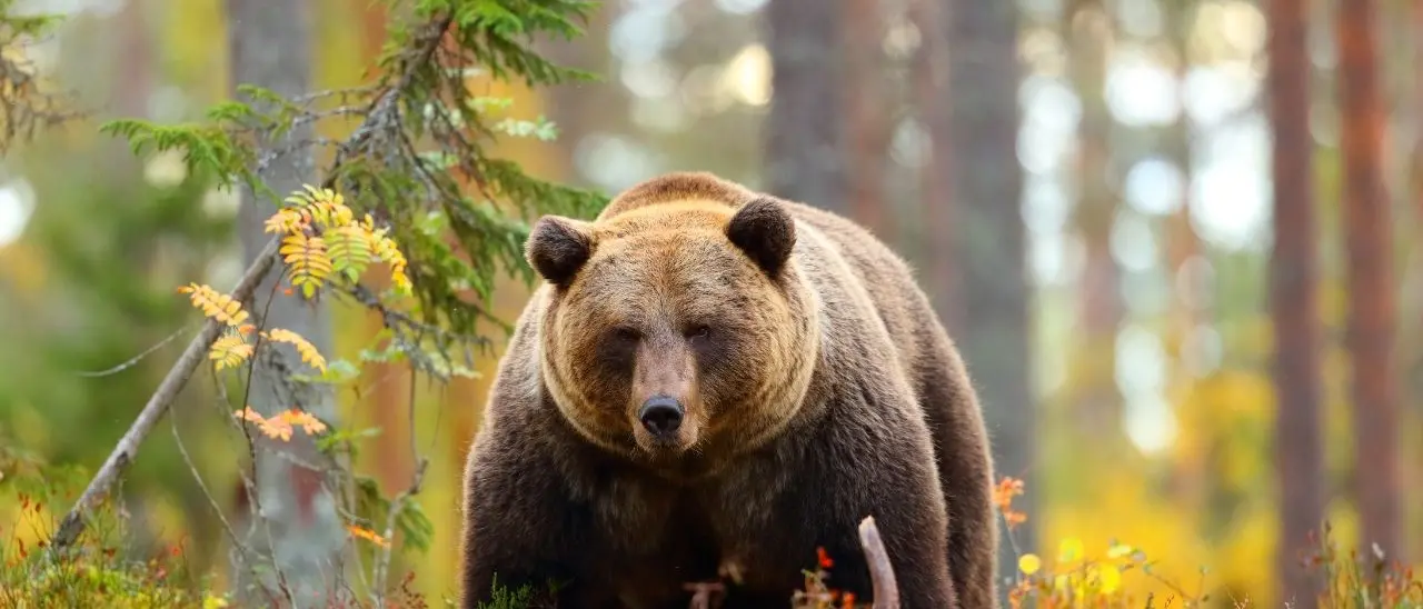 Orso aggredisce un turista in Trentino, l’uomo è stato trasportato in ospedale