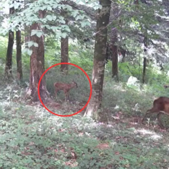 Nato un cucciolo di cervo italico in Calabria: una fototrappola riprende il nuovo arrivato