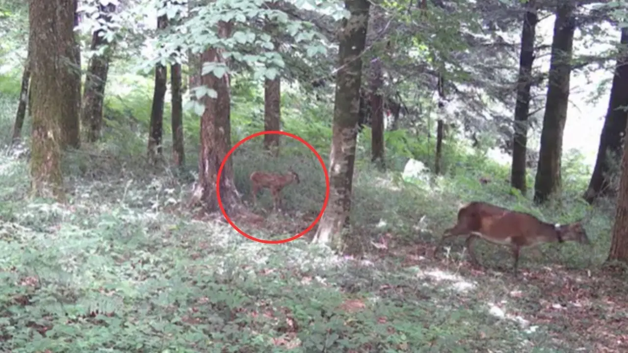 Nato un cucciolo di cervo italico in Calabria: una fototrappola riprende il nuovo arrivato