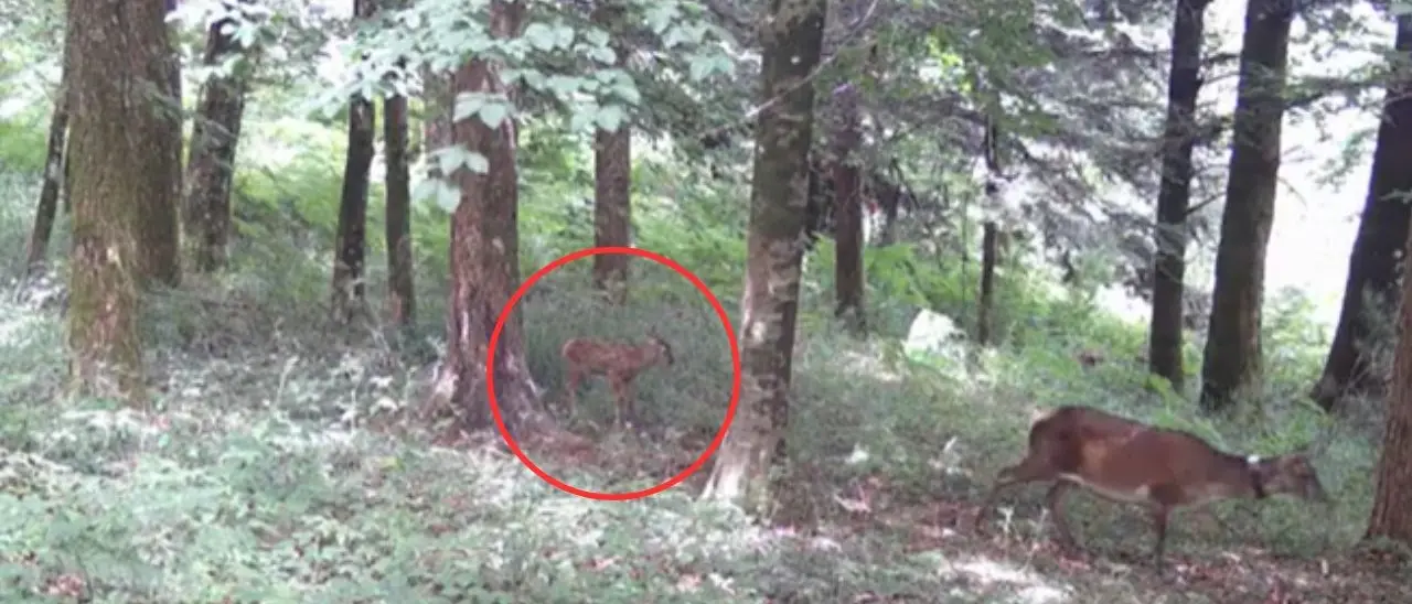 Nato un cucciolo di cervo italico in Calabria: una fototrappola riprende il nuovo arrivato