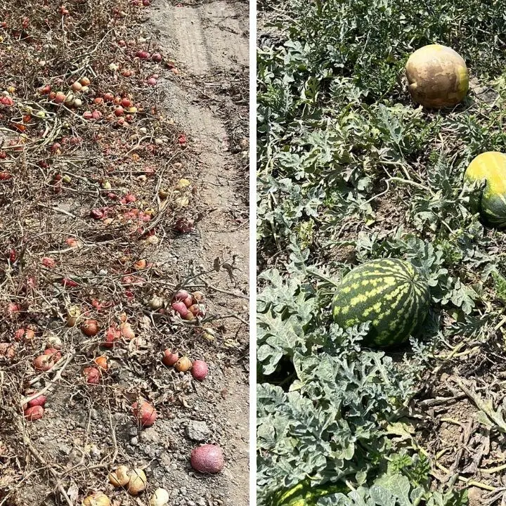 Pomodori e angurie bruciati dal sole nel Crotonese, Coldiretti chiede alla Regione lo stato di calamità