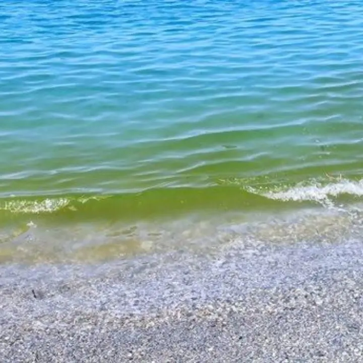 Mare verde tra Lamezia e Gizzeria, l’Arpacal chiarisce: «Valori nella norma, si tratta di microalghe non tossiche»