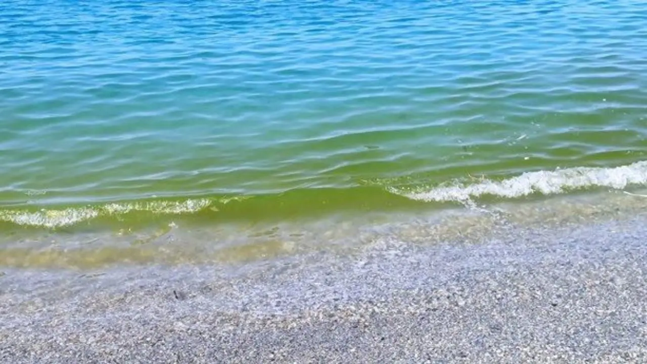 Mare verde tra Lamezia e Gizzeria, l’Arpacal chiarisce: «Valori nella norma, si tratta di microalghe non tossiche»