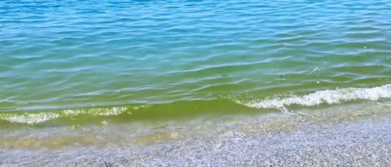 Mare verde tra Lamezia e Gizzeria, l’Arpacal chiarisce: «Valori nella norma, si tratta di microalghe non tossiche»