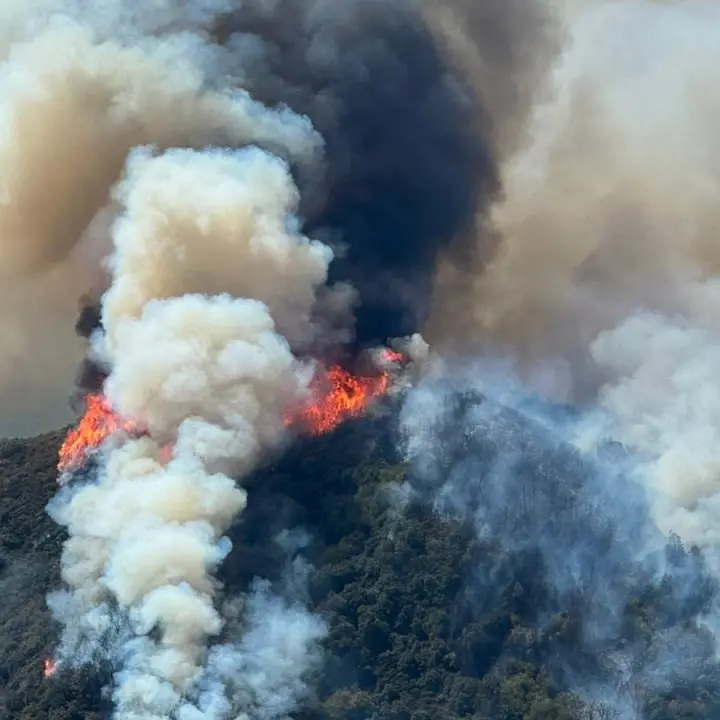 Incendi in Calabria, a Scala Coeli in fiamme ulivi secolari. Legambiente: «La prevenzione è fondamentale»