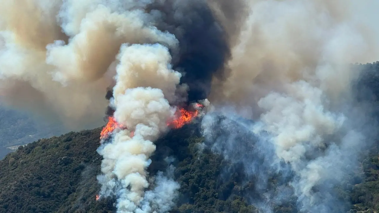 Incendi in Calabria, a Scala Coeli in fiamme ulivi secolari. Legambiente: «La prevenzione è fondamentale»