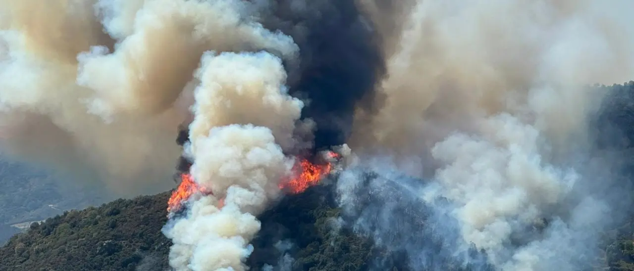 Incendi in Calabria, a Scala Coeli in fiamme ulivi secolari. Legambiente: «La prevenzione è fondamentale»