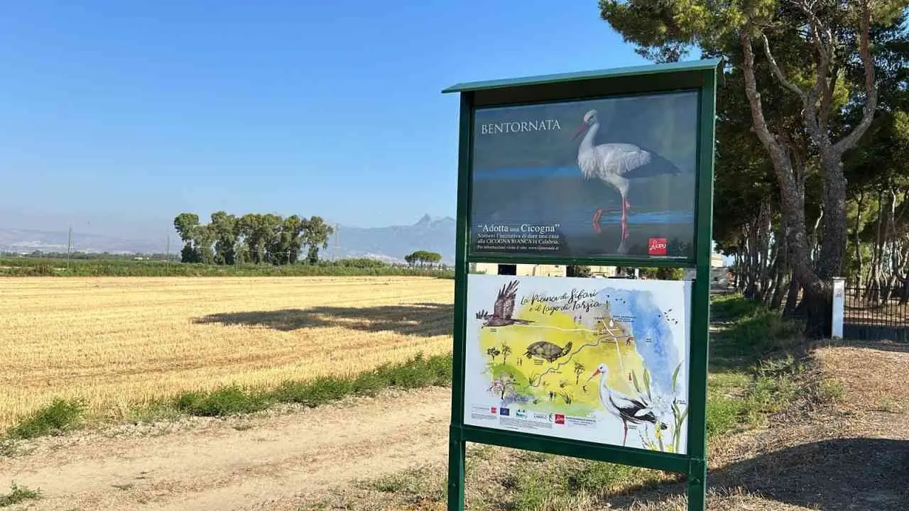 Le risaie di Sibari scrigno di biodiversità: al via una collaborazione tra Lipu e aziende