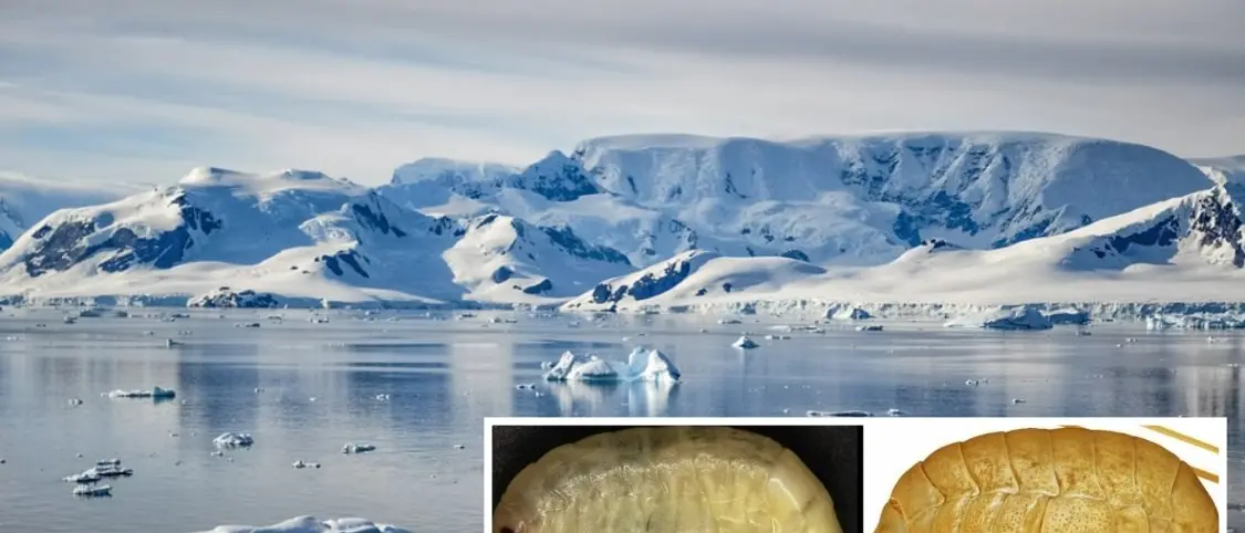 In Antartide scoperto un nuovo crostaceo: nel gruppo di ricerca coinvolta anche l’Università della Calabria