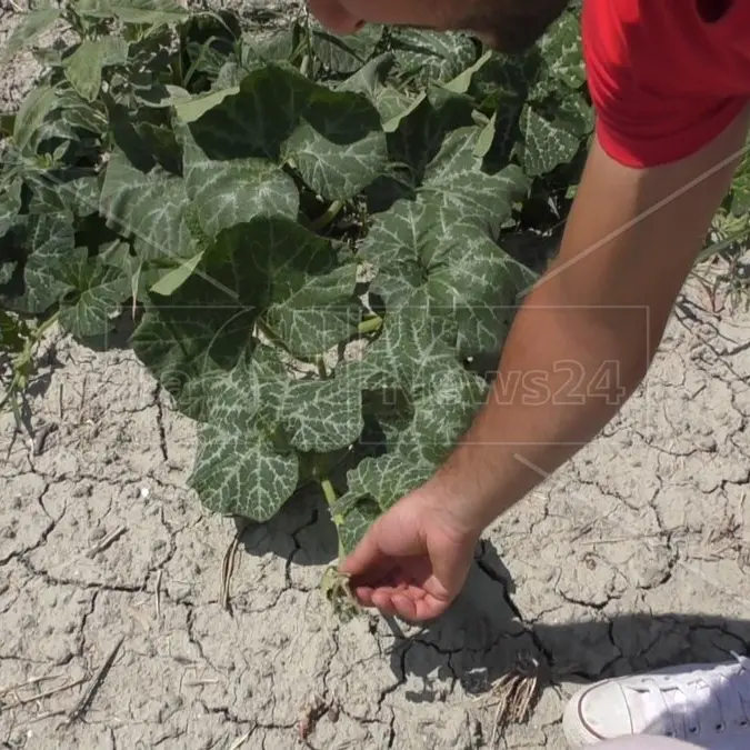 Siccità, il bollettino di guerra: «Entro tre settimane al Sud non ci sarà più acqua per l’agricoltura»