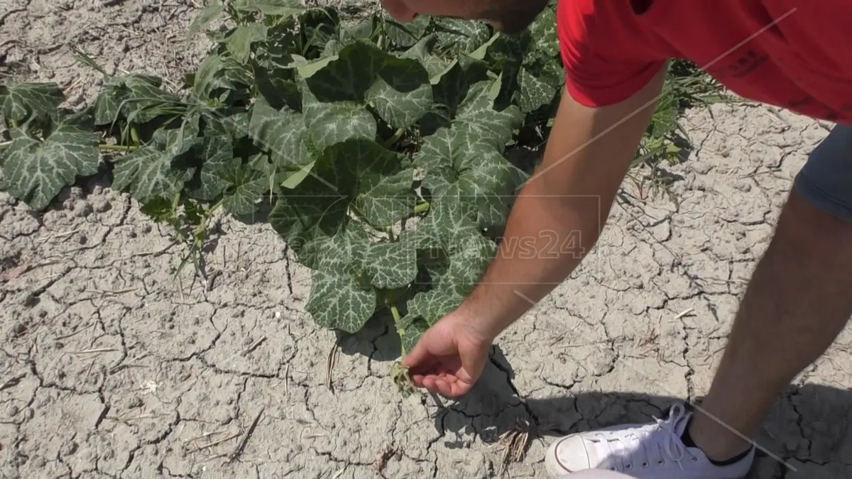 Siccità, il bollettino di guerra: «Entro tre settimane al Sud non ci sarà più acqua per l’agricoltura»