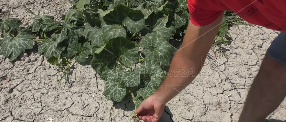 Siccità, il bollettino di guerra: «Entro tre settimane al Sud non ci sarà più acqua per l’agricoltura»