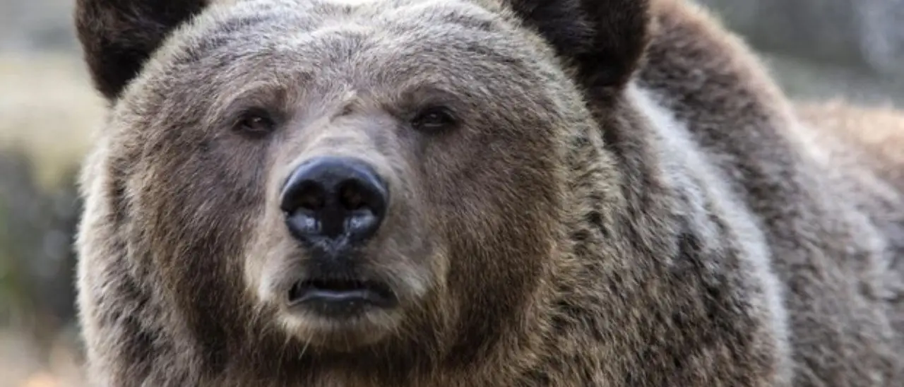 Uccisa in Trentino l’orsa che aveva aggredito il turista francese: esplode la rabbia degli animalisti