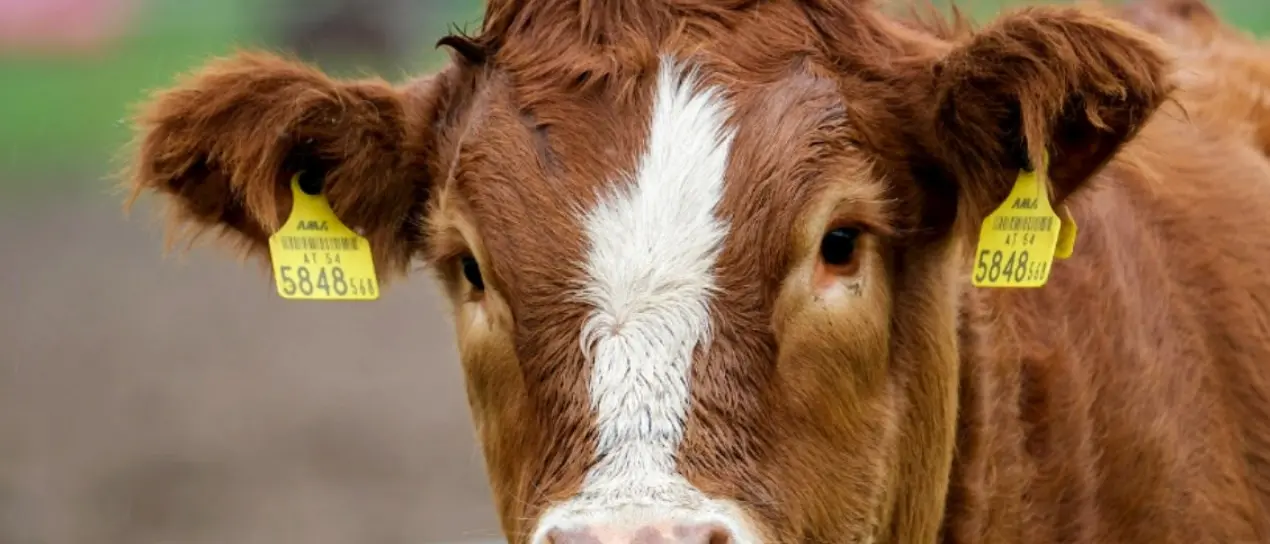 Tagli abusivi, auto abbandonate e bovini vaganti: denunce e sequestri nei territori del Parco d’Aspromonte