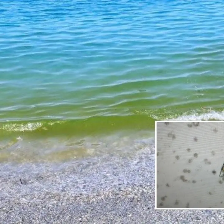 «Il Tirreno calabrese non è inquinato, è verde per colpa di un’alga non tossica»: la scoperta dell’Arpacal in un’ora e mezza di analisi