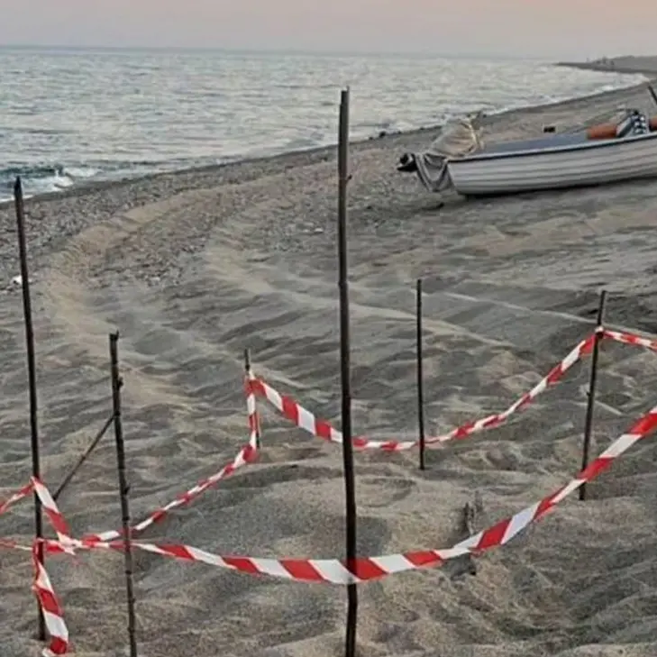 Uova di caretta caretta sparite dal nido sulla spiaggia di Stilo, il Wwf: «Grande sgomento, chi ha visto ci contatti»