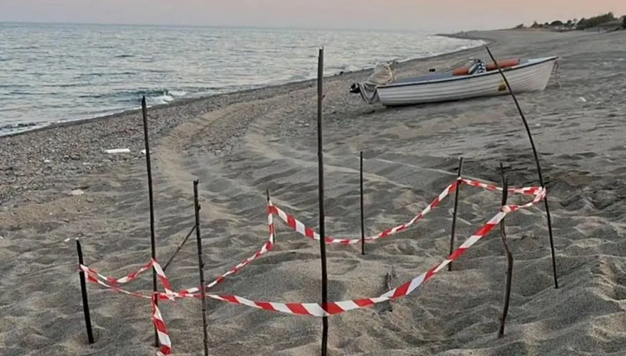 Uova di caretta caretta sparite dal nido sulla spiaggia di Stilo, il Wwf: «Grande sgomento, chi ha visto ci contatti»