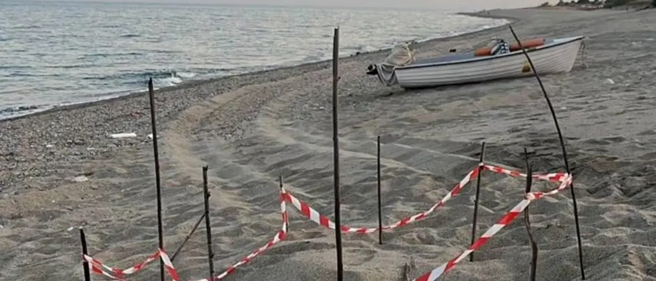 Uova di caretta caretta sparite dal nido sulla spiaggia di Stilo, il Wwf: «Grande sgomento, chi ha visto ci contatti»
