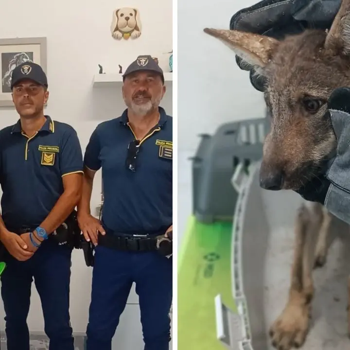 Cucciolo di lupo ferito soccorso nei boschi della Sila: era caduto in una vasca di raccolta acqua piovana