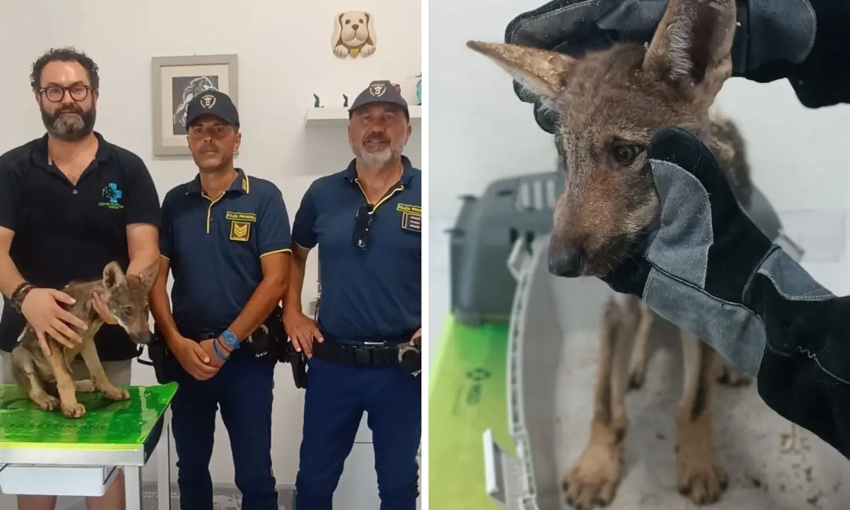 Cucciolo di lupo ferito soccorso nei boschi della Sila: era caduto in una vasca di raccolta acqua piovana