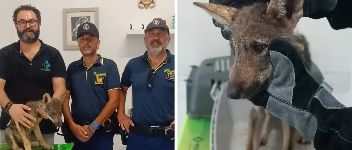 Cucciolo di lupo ferito soccorso nei boschi della Sila: era caduto in una vasca di raccolta acqua piovana