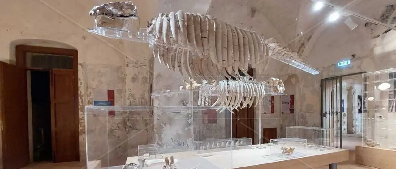 Non solo balene e orche, nel Mediterraneo vivevano anche foche primordiali: lo studio su un dente rinvenuto nel Vibonese