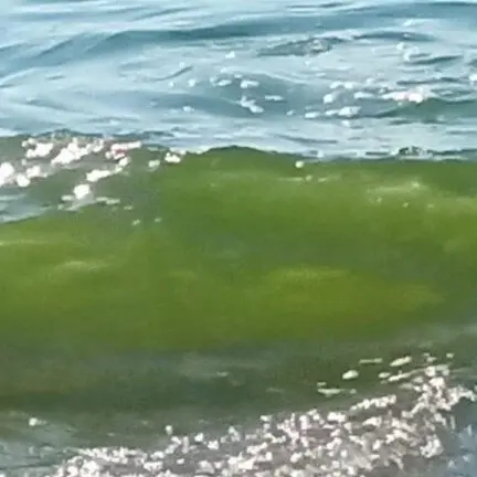 Ancora mare verde sulla costa tirrenica calabrese, cittadini organizzano un incontro a Curinga