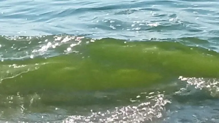 Ancora mare verde sulla costa tirrenica calabrese, cittadini organizzano un incontro a Curinga