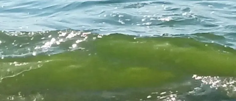 Ancora mare verde sulla costa tirrenica calabrese, cittadini organizzano un incontro a Curinga