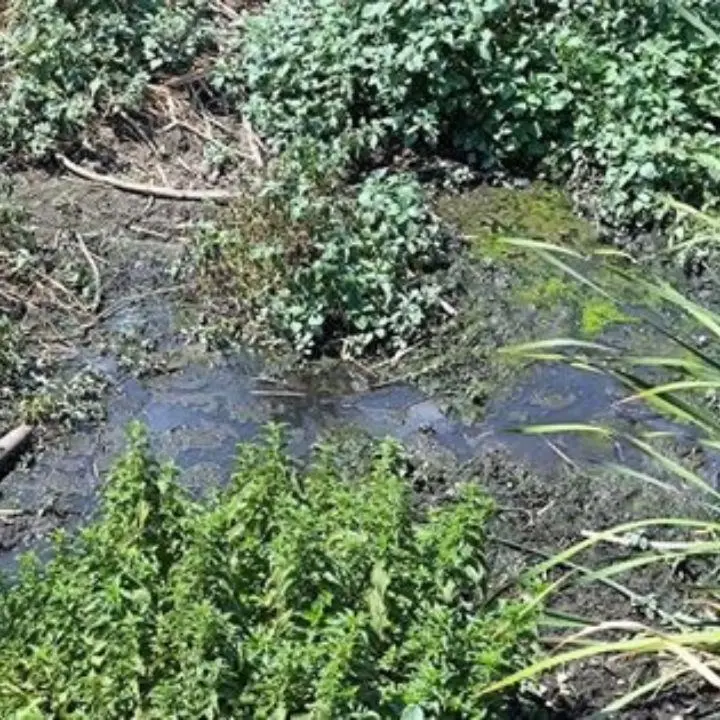 Catanzaro, reflui non depurati scaricati nel torrente Fiumarella: sequestrato uno scarico fognario