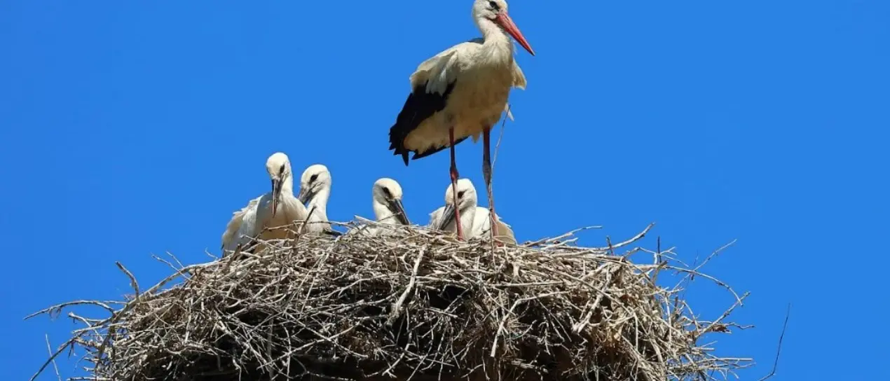 Calabria terra di cicogne, 95 nuovi nati nel 2024: +15 rispetto all’anno passato
