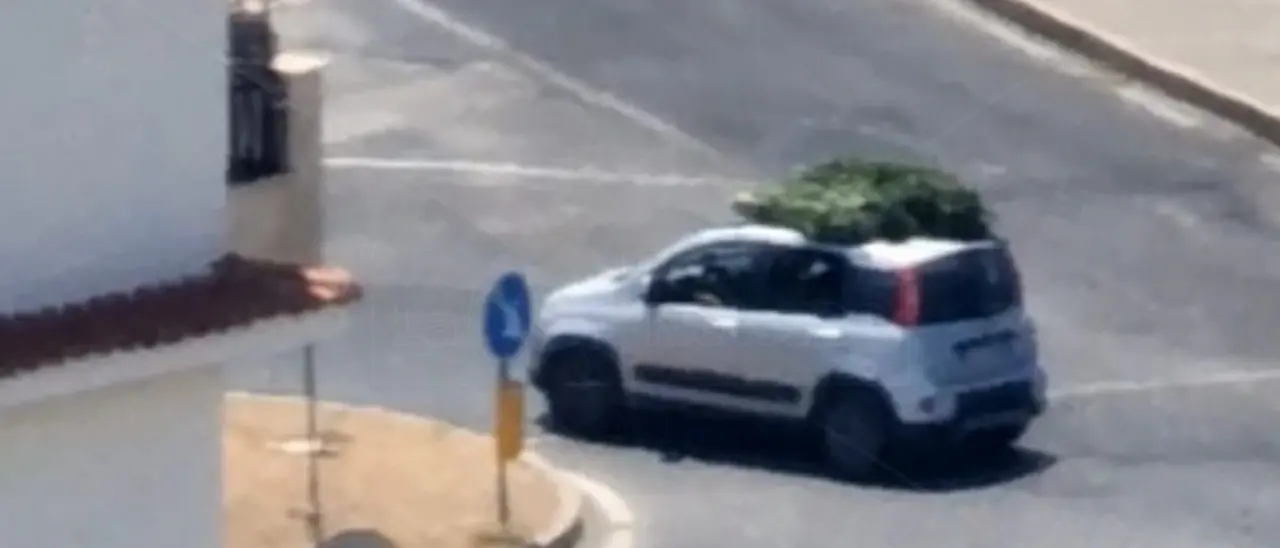 Altro carico di marijuana sequestrato nel Cosentino e trasportato sul tetto di un’auto in caserma