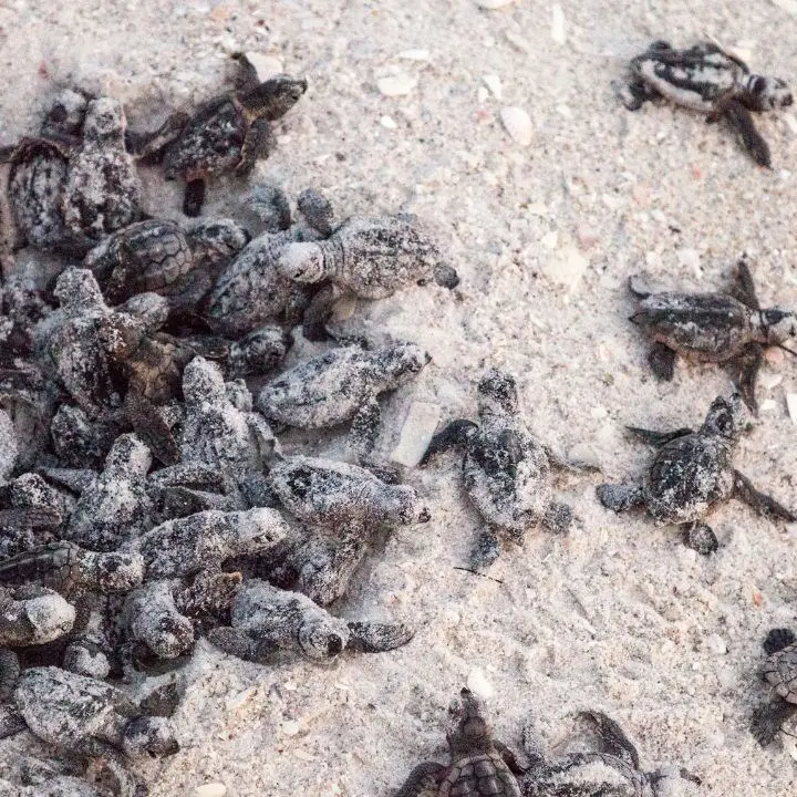 In Calabria le prime schiuse di caretta caretta: la carica delle piccole tartarughe verso il mare tra luci invadenti e nidi a sorpresa tra i lidi