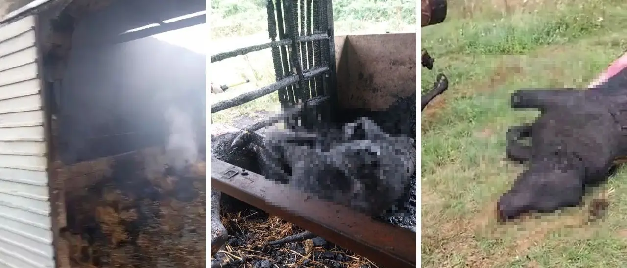 Stalla in fiamme nel Vibonese, animali bruciati vivi. A fuoco anche l’auto del proprietario, indaga la Polizia