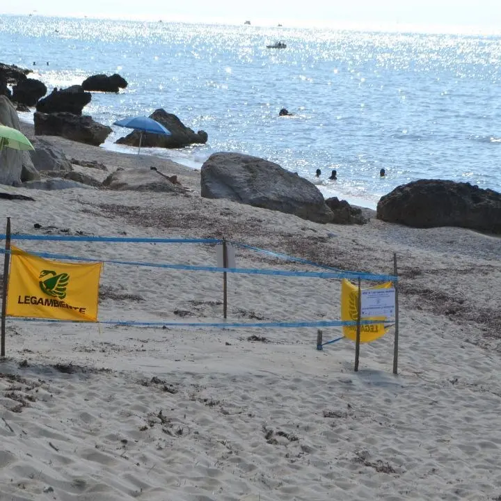 A Ricadi torna a nidificare la tartaruga marina: una scoperta storica dopo decenni di assenza