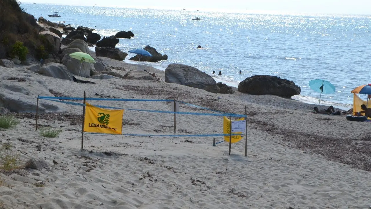 A Ricadi torna a nidificare la tartaruga marina: una scoperta storica dopo decenni di assenza