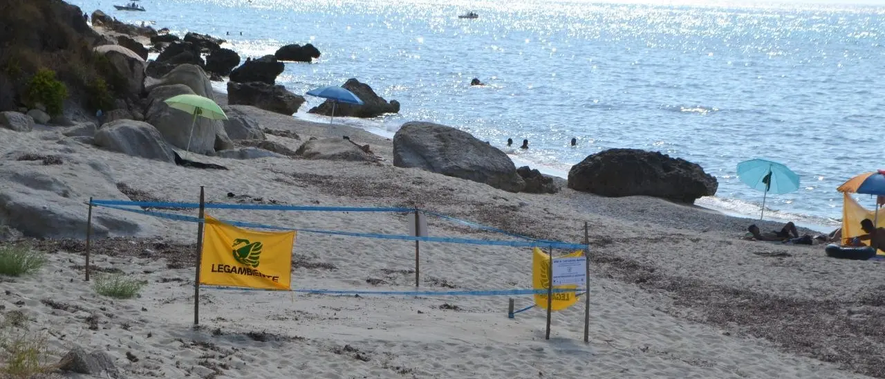 A Ricadi torna a nidificare la tartaruga marina: una scoperta storica dopo decenni di assenza
