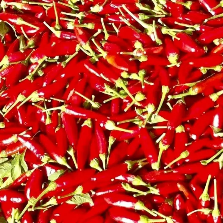 HOTtobre Piccante, a Roma tre giornate per il Peperoncino Festival