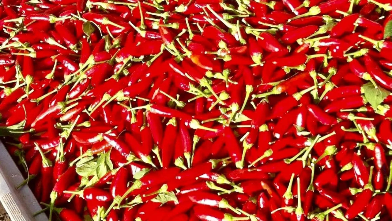 HOTtobre Piccante, a Roma tre giornate per il Peperoncino Festival