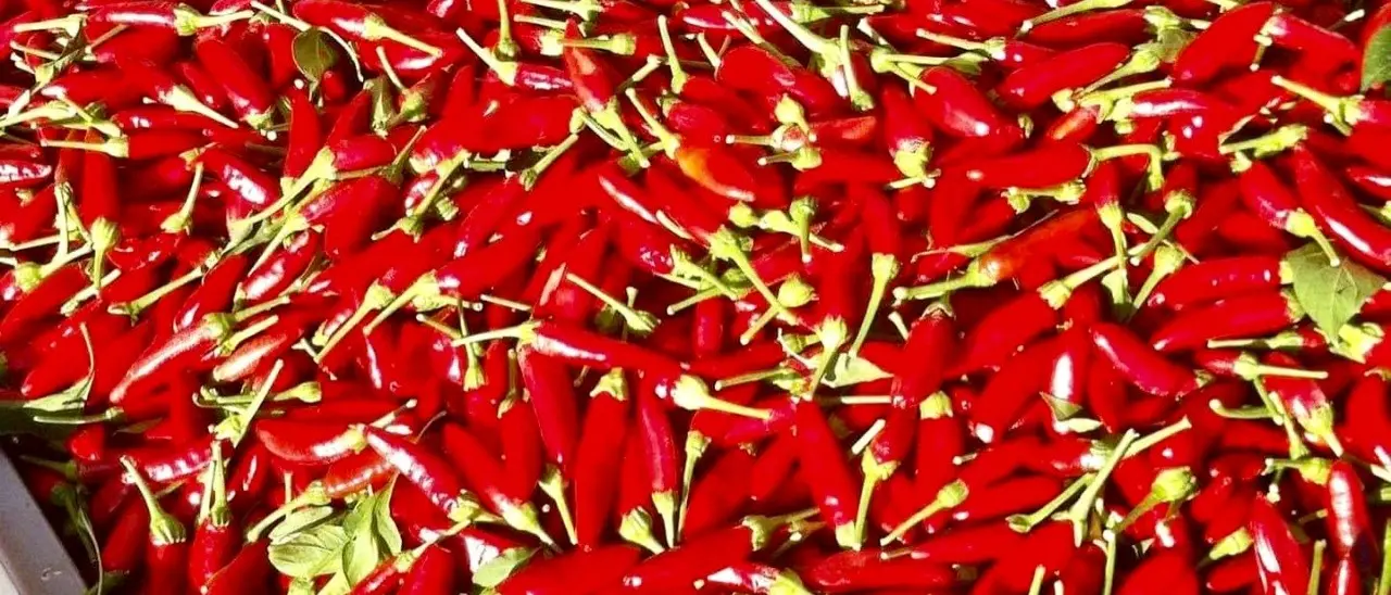 HOTtobre Piccante, a Roma tre giornate per il Peperoncino Festival