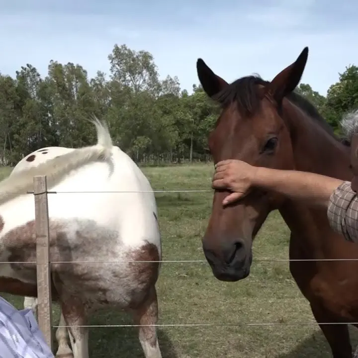 Eugenio Nocito, il gaucho di Altomonte: «Stare lontano dalla Calabria non è semplice ma in Uruguay facciamo un grande lavoro»