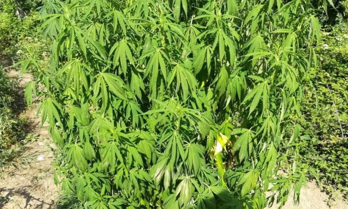 Piantagione illegale da dieci chili di marijuana ritrovata nel Catanzarese