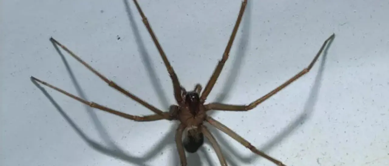 Morso da un ragno violino, muore un ragazzo di 23 anni in Puglia: disposta l’autopsia